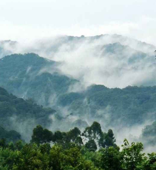 Misty Bwindi Forest
