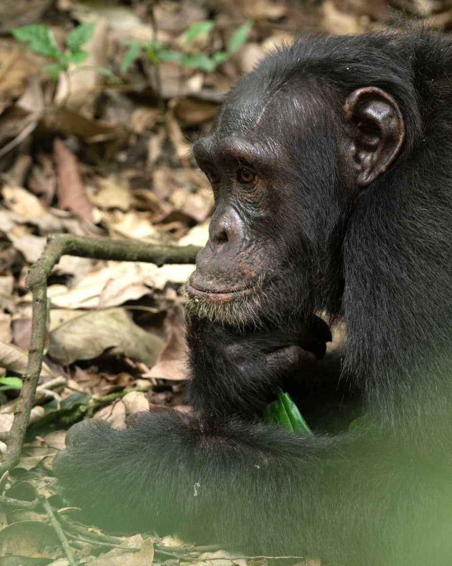 Chimpanzee resting in the Kibale Forest canopy