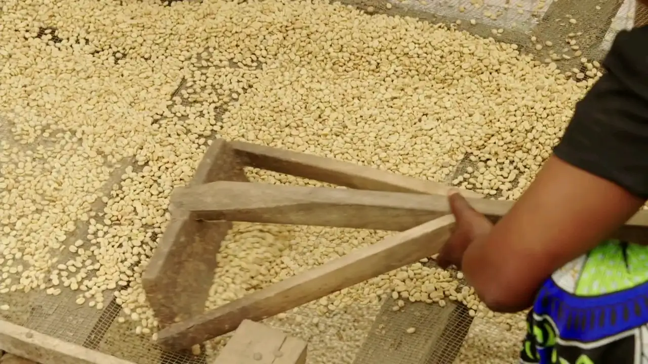 coffee drying