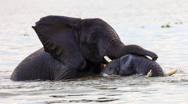 Boat safari on Kazinga Channel with Elephants