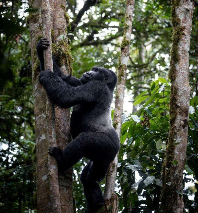 Mountain Gorilla