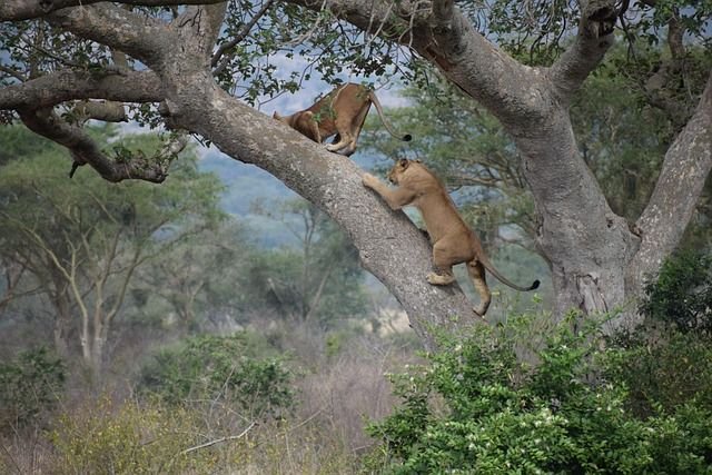 Ishasha Tree Climbing Lions