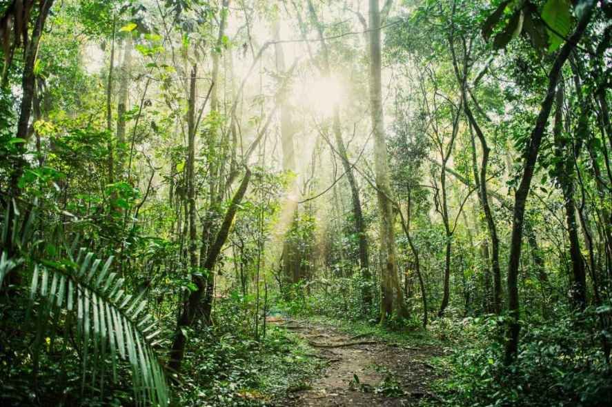 Nocturnal Forest Walk