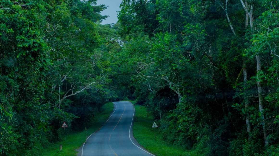 Chimpanzee in Kibale Forest