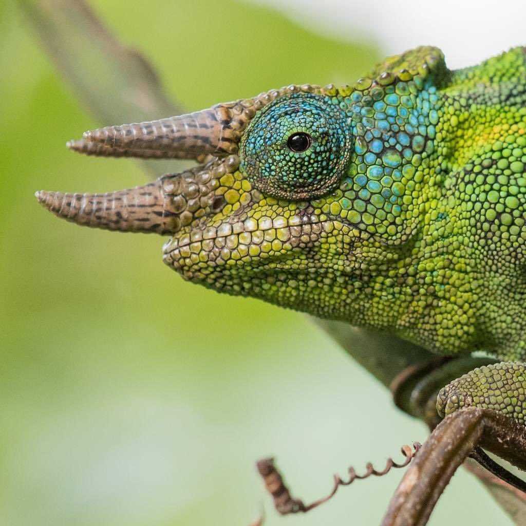 Johnston’s Three-horned Chameleon in the Rwenzori Mountains