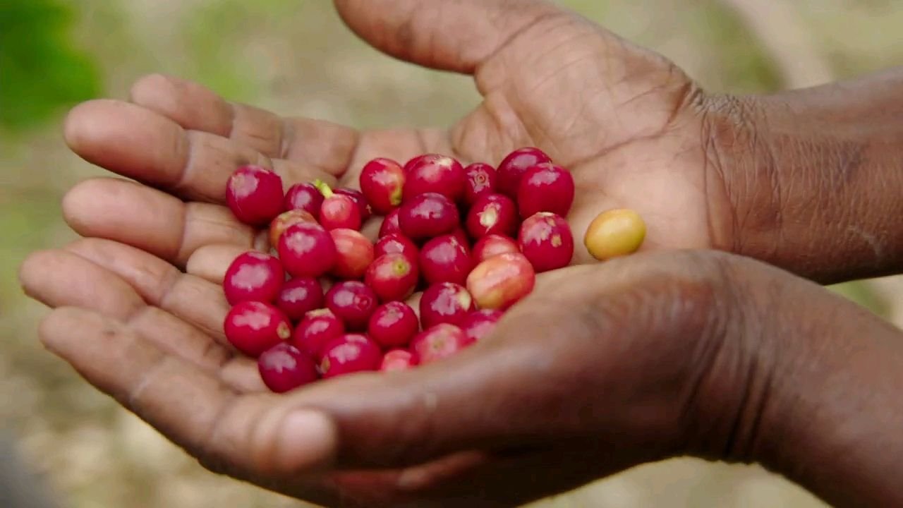Rwenzori Coffee Experience in Uganda: Growing, Processing and Community Impact