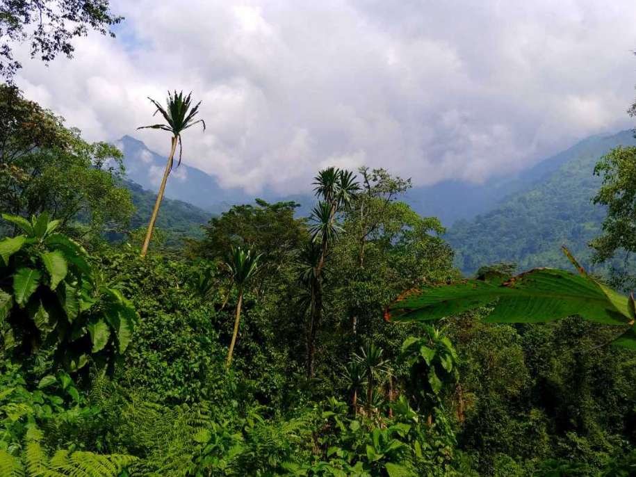 Rwenzori Forest