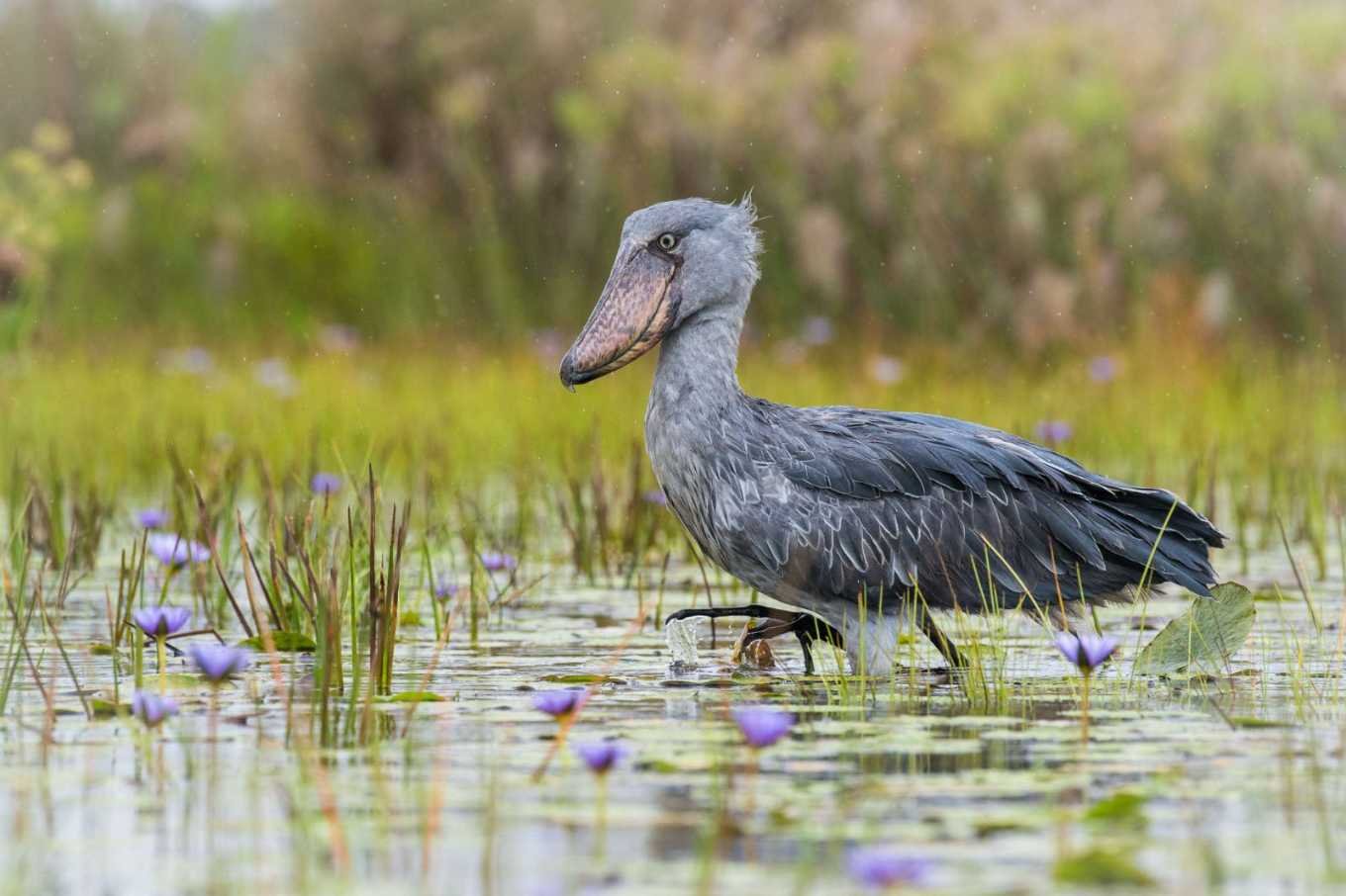 Shoebill
