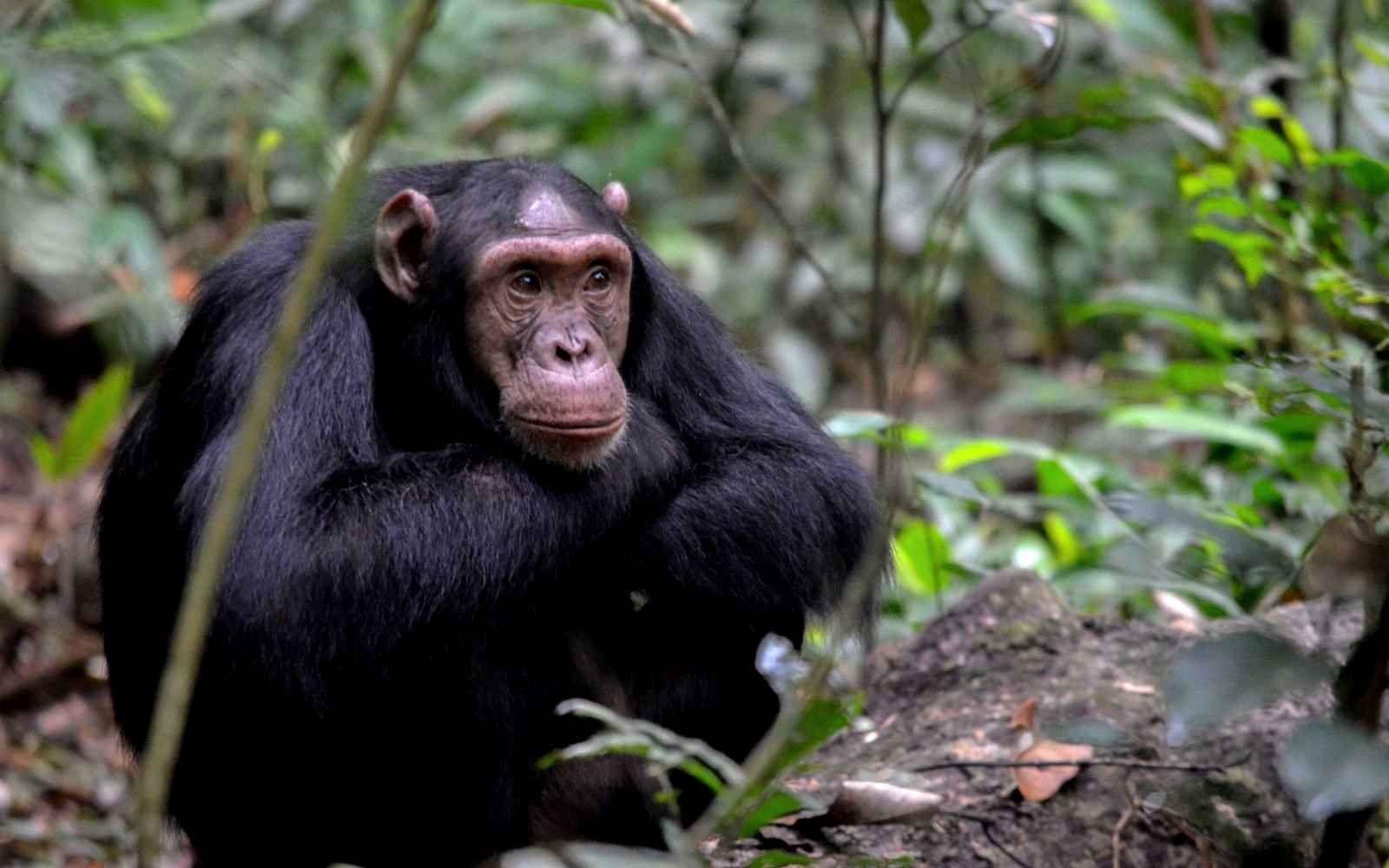 Chimpanzees grooming in Kibale