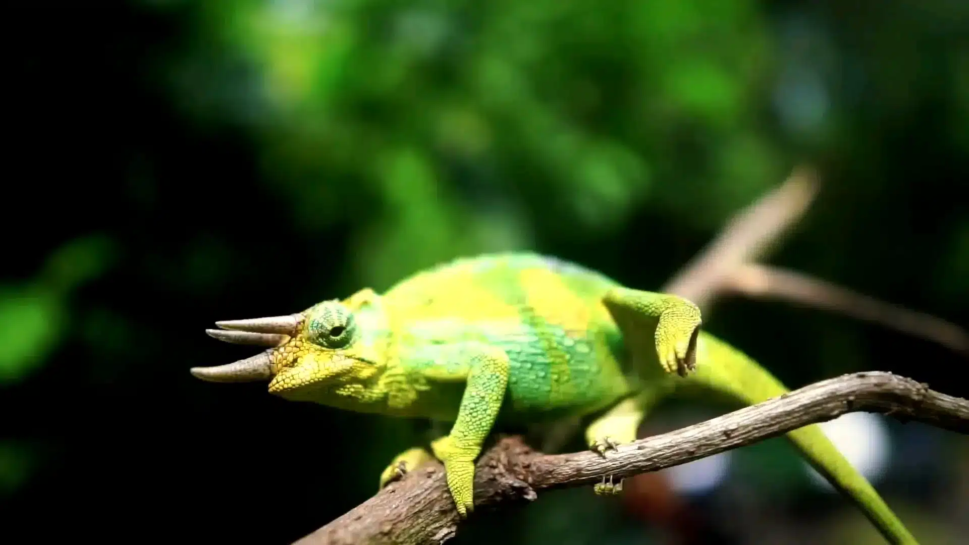 rwenzori 3 horned chameleon