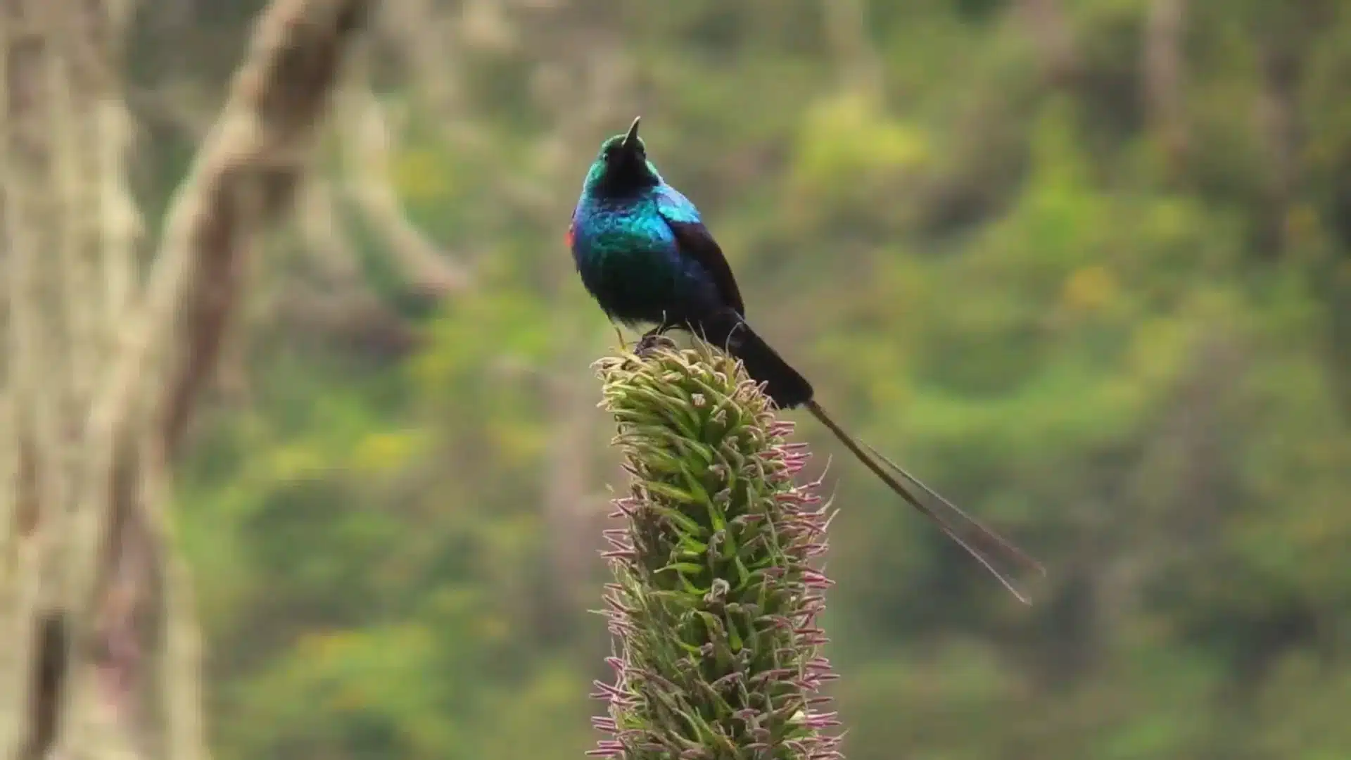 rwenzori birds