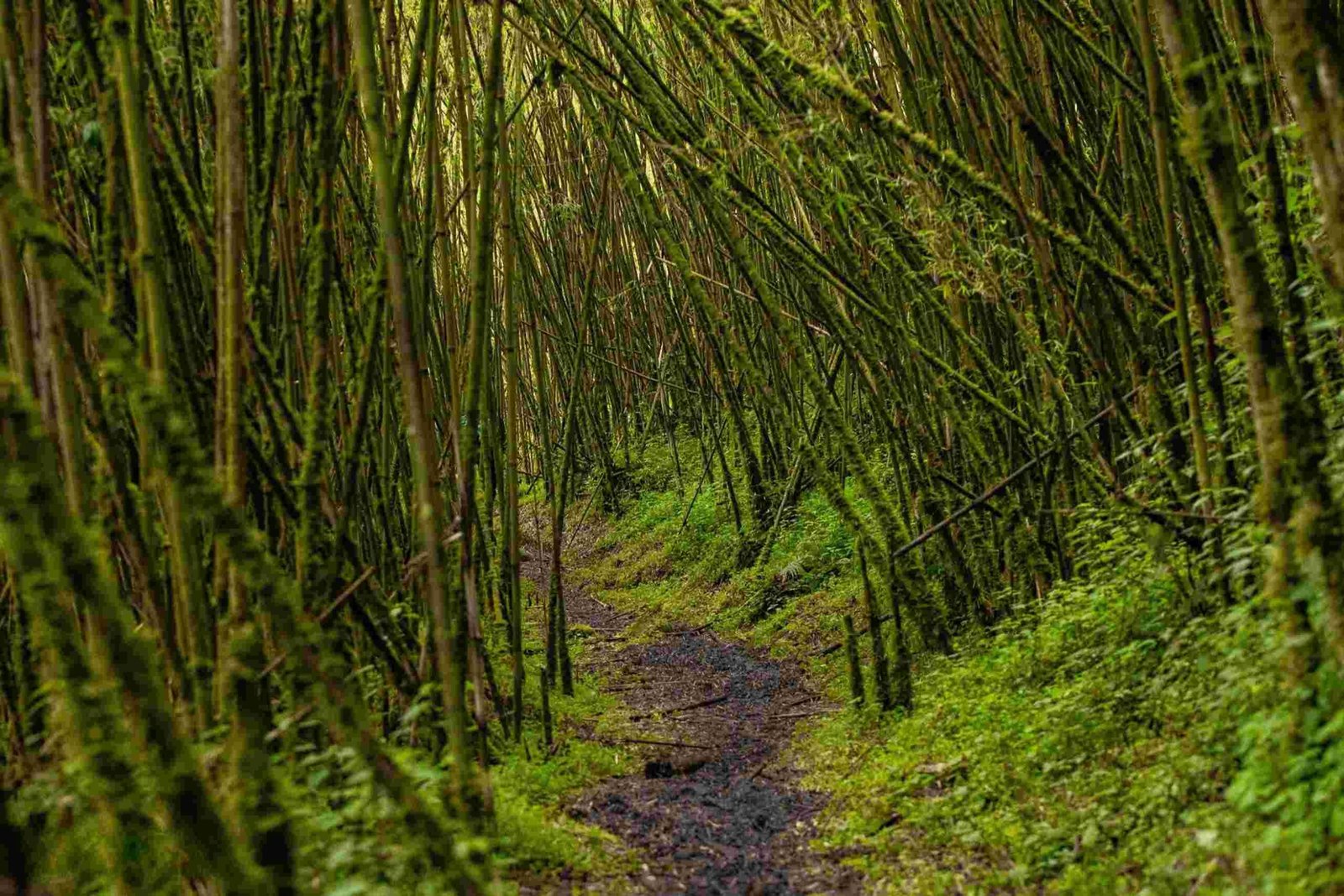 Alpine Bamboo Forest