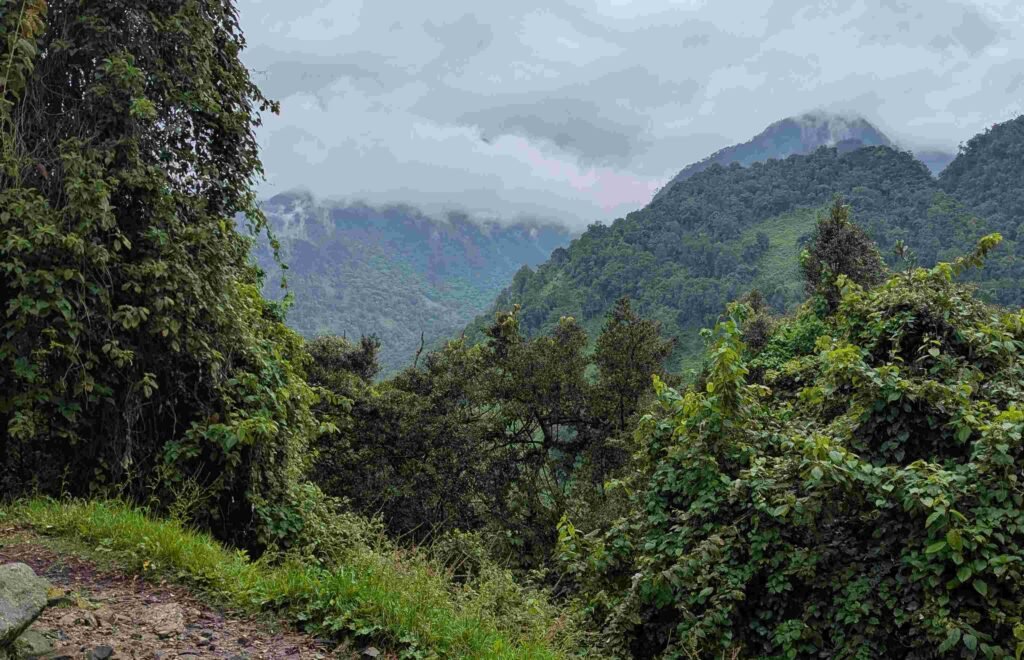 Nature Walks in the Rwenzori Mountains: Options for Non-Climbers beautiful rwenzori scenery