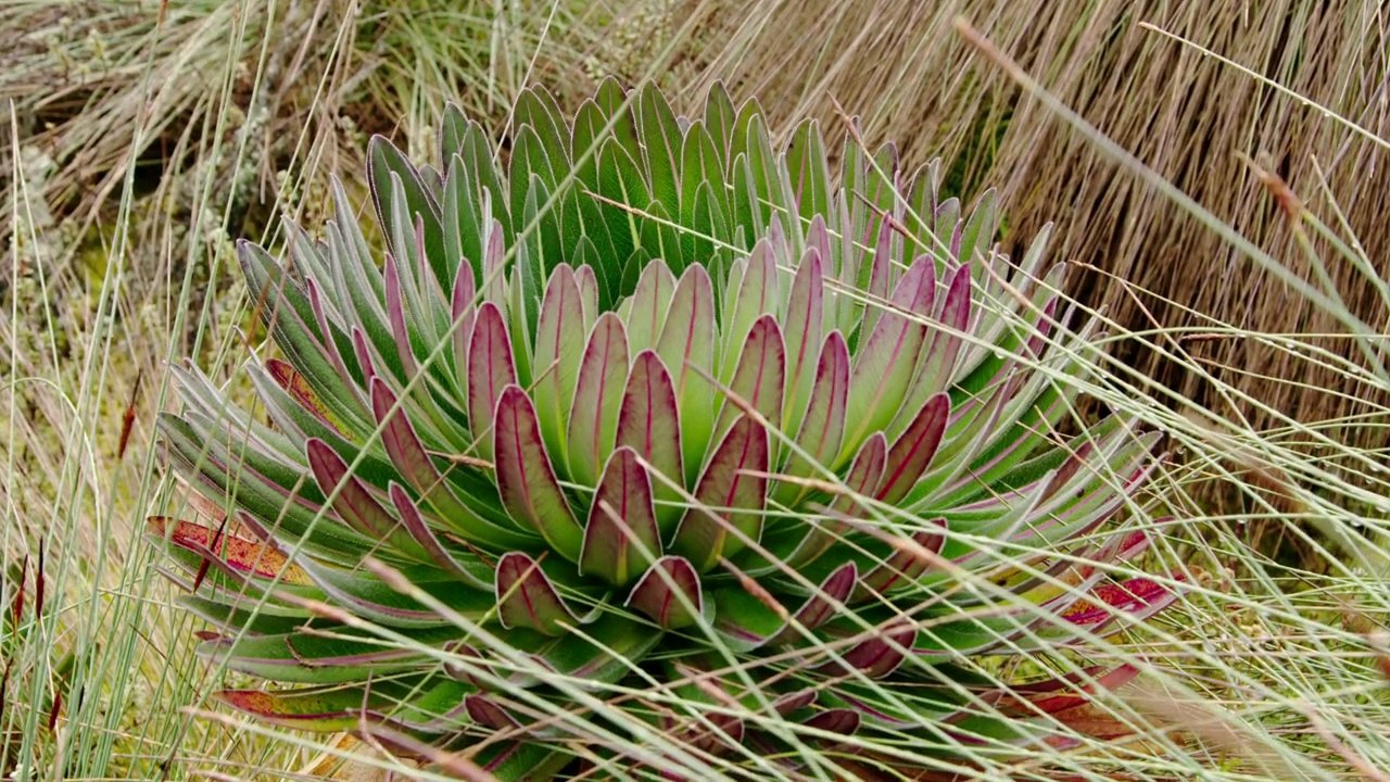 Giant Lobelia: The Iconic Living Thermos of the Rwenzori