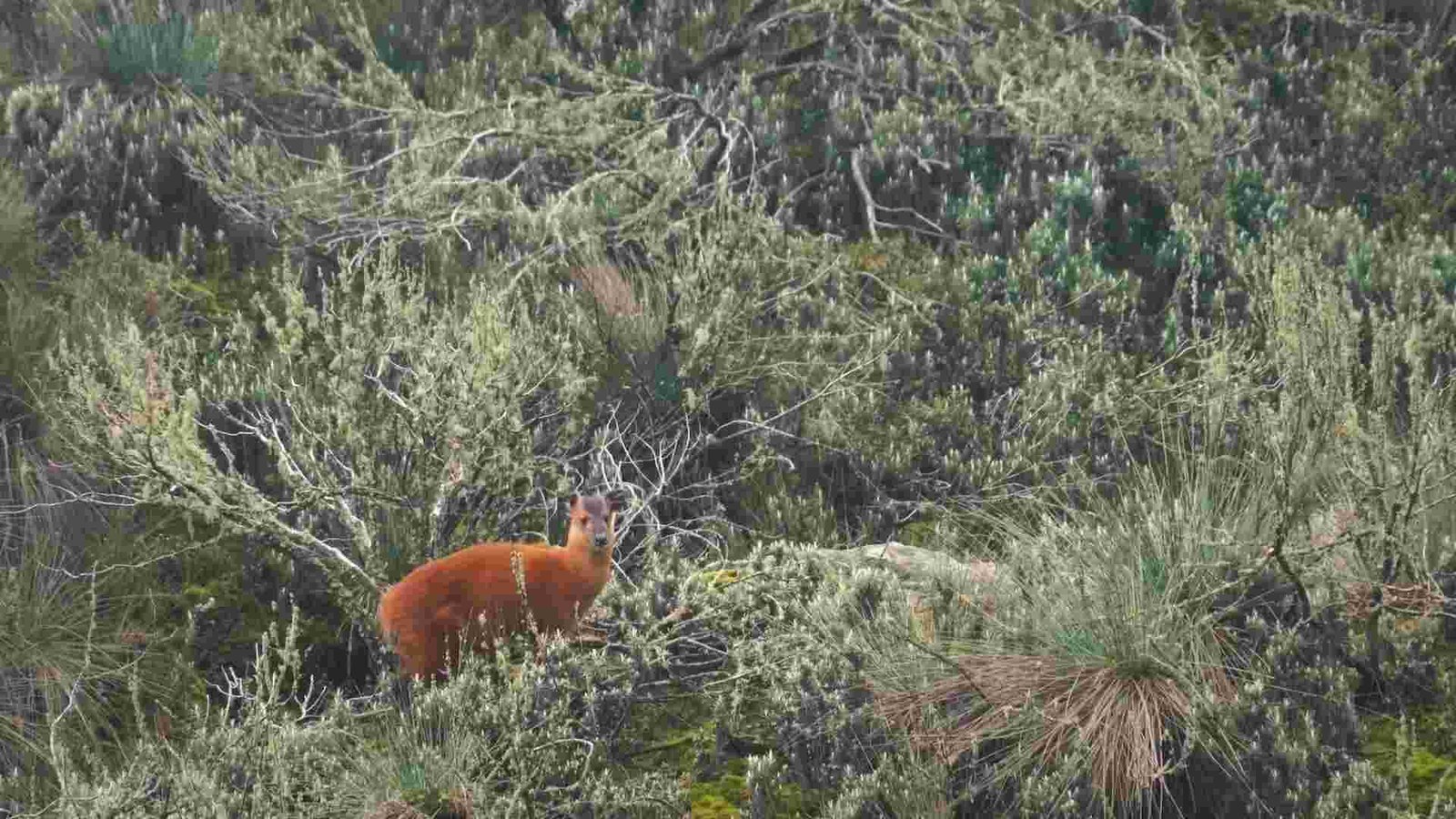 Wild antelope representing the Red Duiker