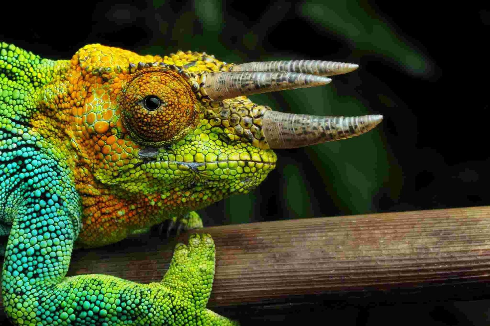 Three-horned chameleon