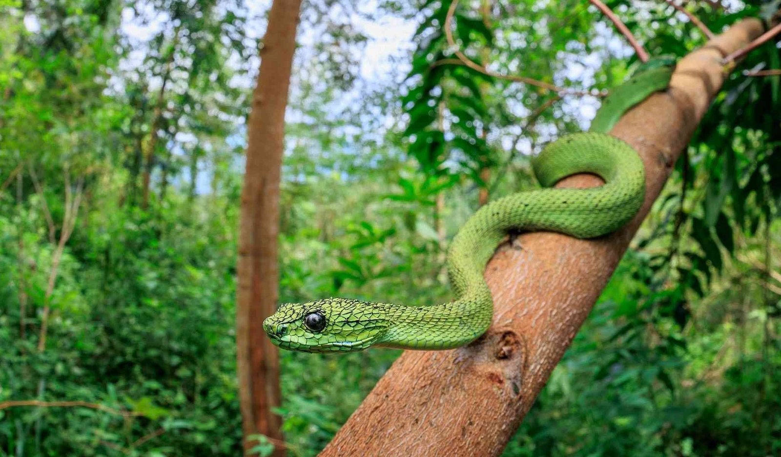 Great Lakes Bush Viper snake