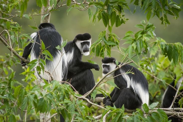 Rwenzori Black-and-White Colobus Monkeys