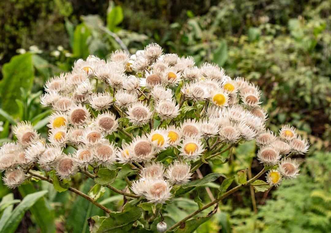 Everlasting Flowers