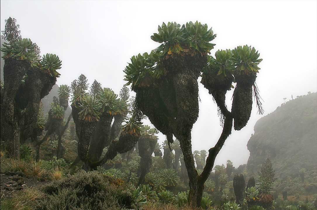 Giant Groundsel Plants