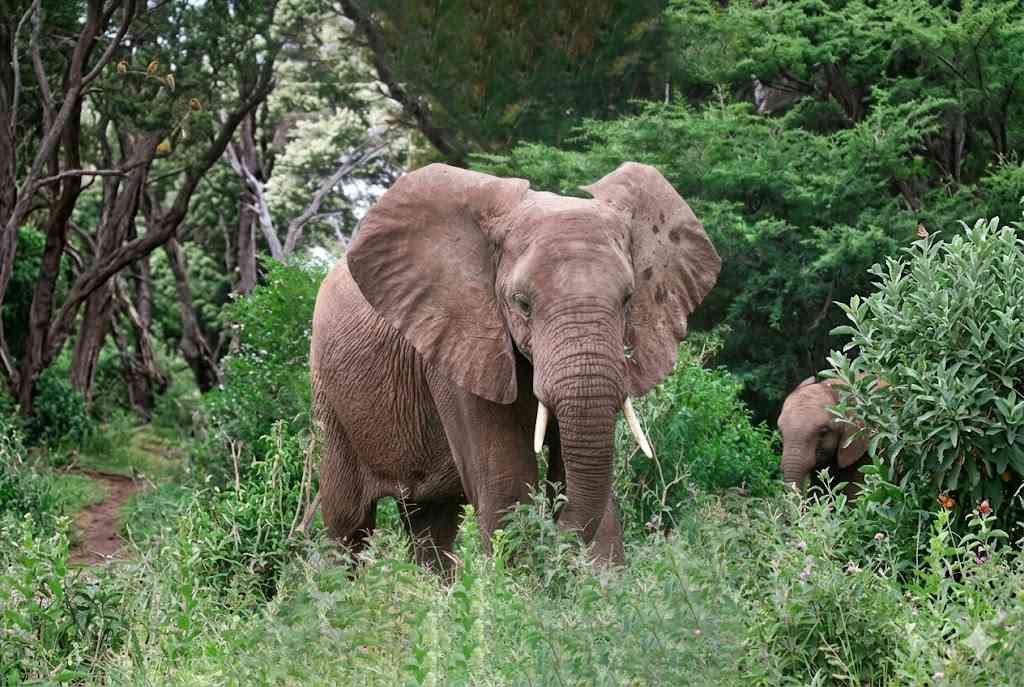 Mountain elephant in the dense Rwenzori forest