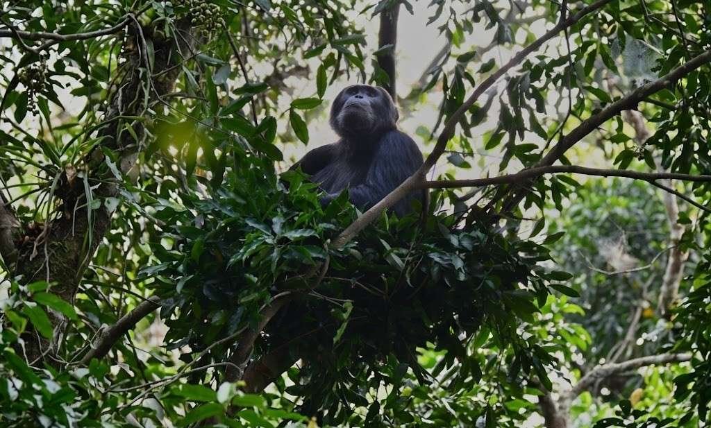 Eastern Chimpanzee in the forest