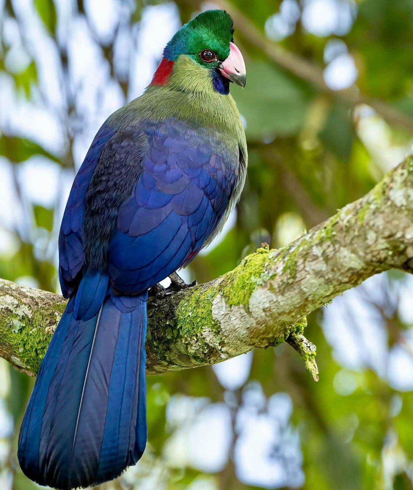 Rwenzori Turaco bird with colorful plumage