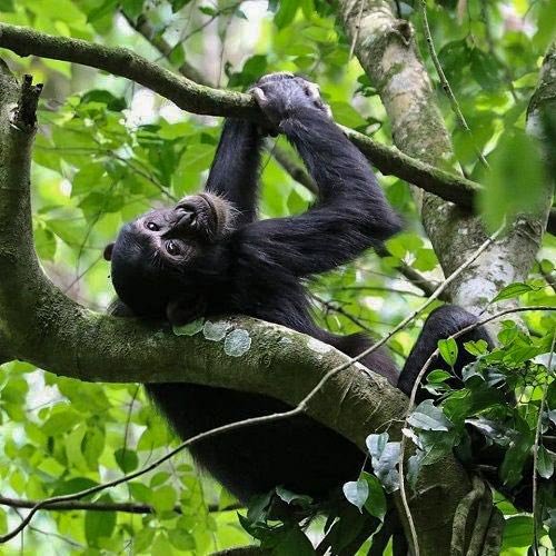 Wild Chimpanzee close up in Kibale