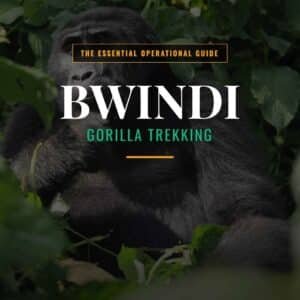bwindi gorilla trekking: navigate the logistical puzzle & cultural heart