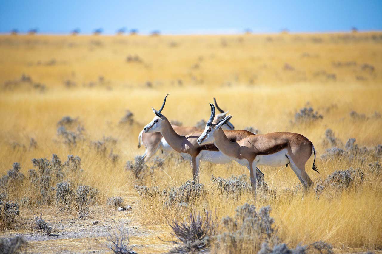 Scenic view of a gazelle grazing in the Queen Elizabeth National Park Savannah