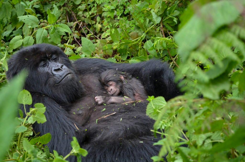 Silverback gorilla resting