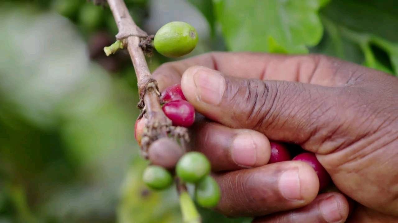 Rwenzori Coffee Experience in Uganda: Growing, Processing and Community Impact