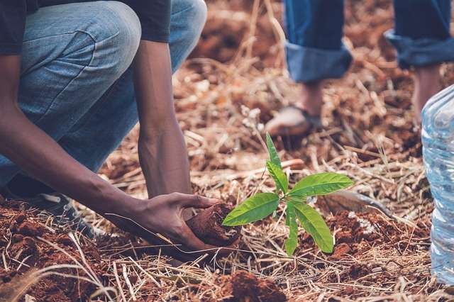 Tree planting initiative