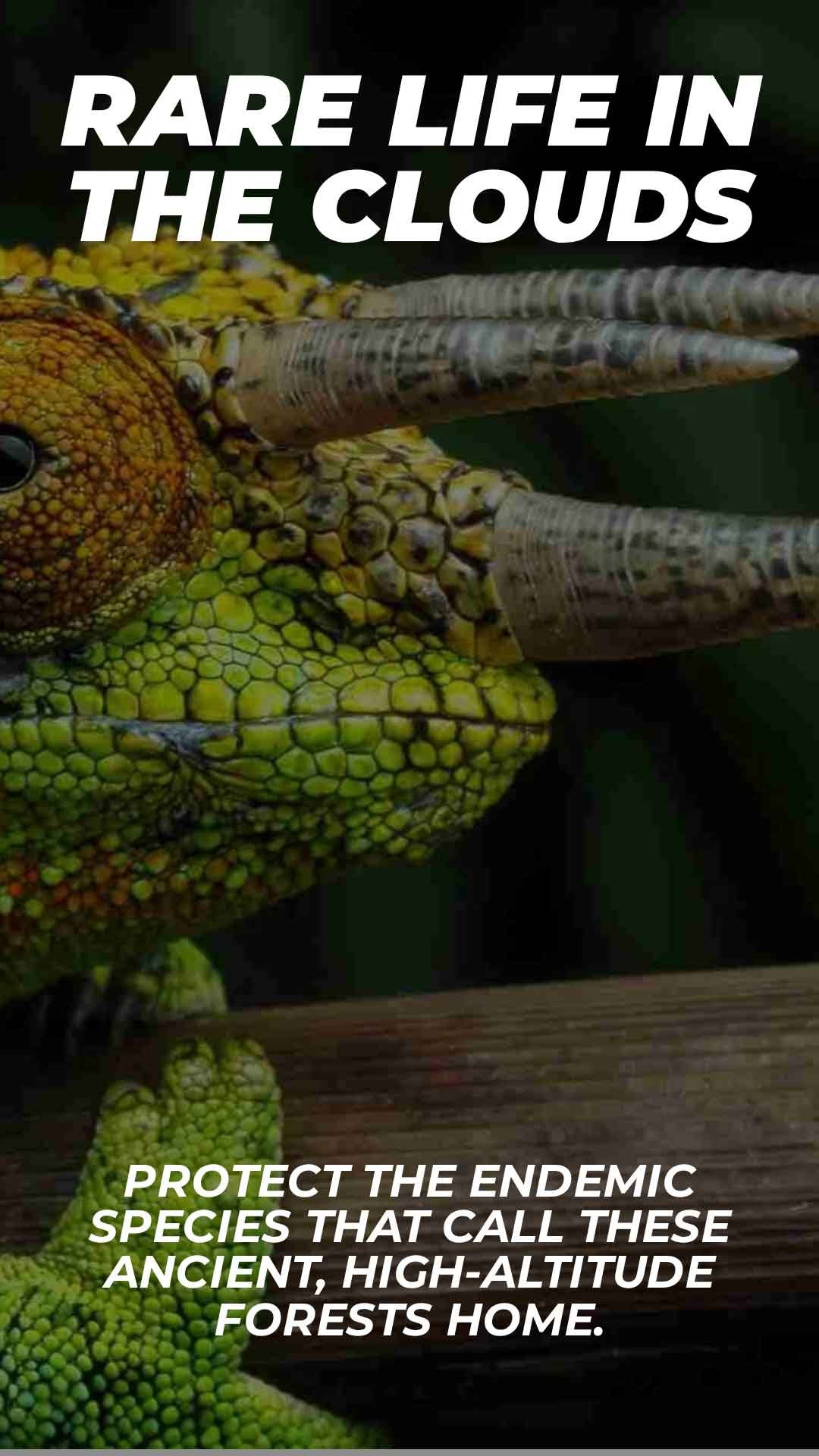 protect rwenzori rare animals