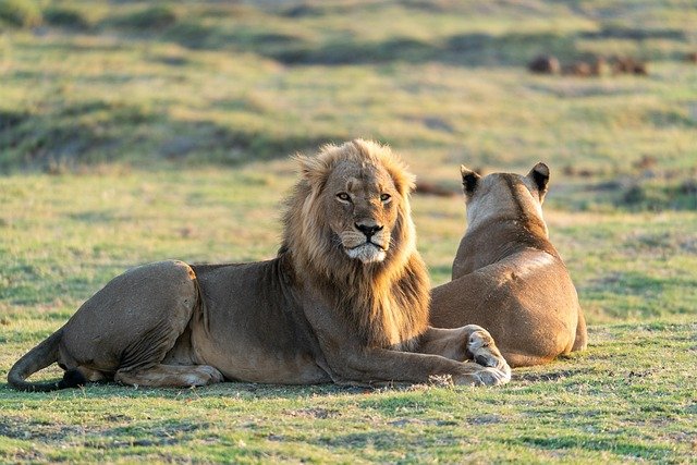 Lion resting in the savannah grass