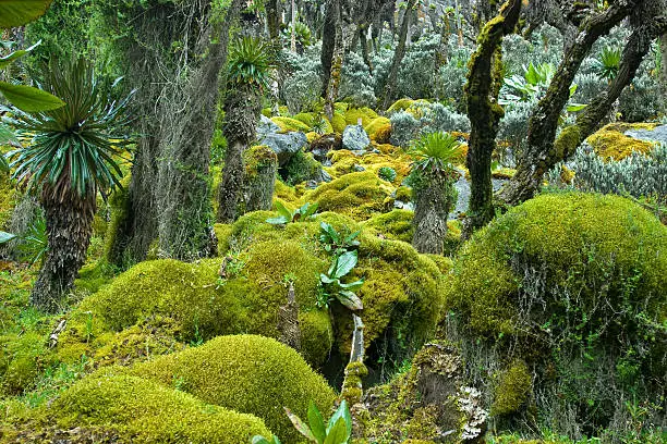 Sphagnum Moss