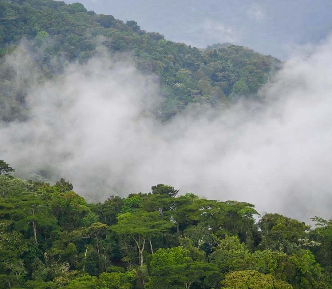 Hiking through thick Bwindi forest
