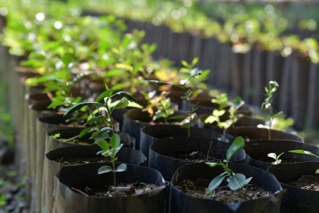 Indigenous species nursery