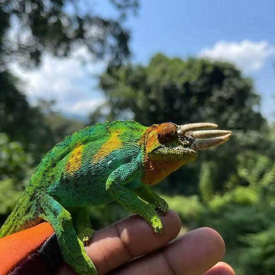 3 horned chameleon