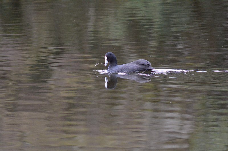 African Black Duck in a rocky river