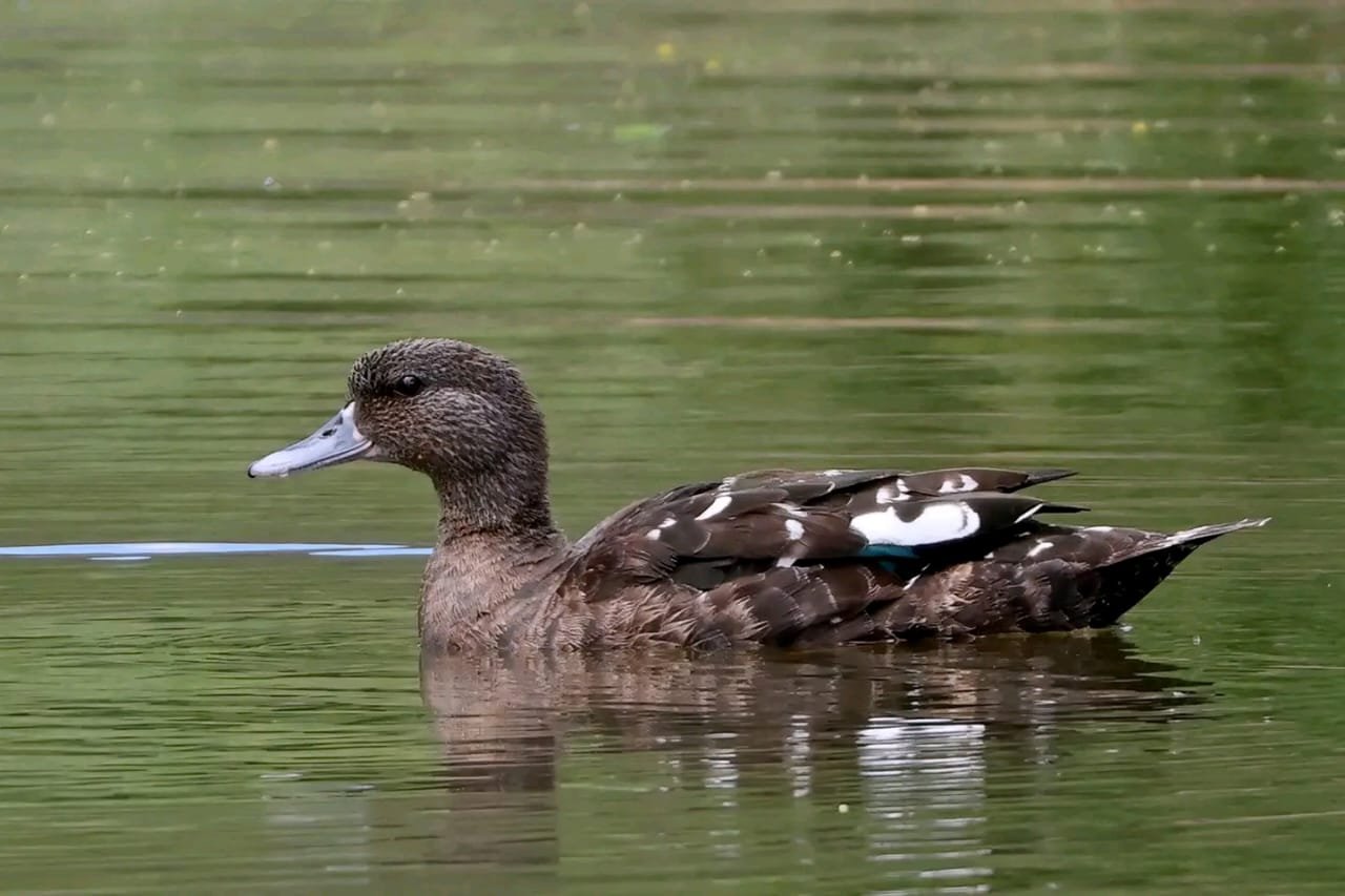 African Black Duck: A River Specialist of the Rwenzori