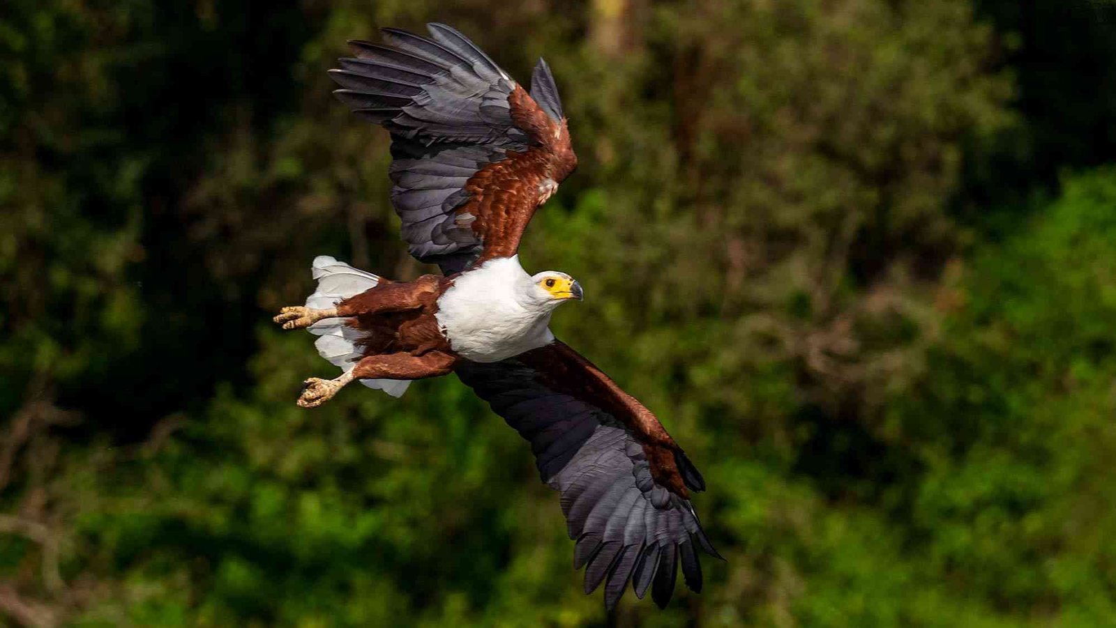 African Fish Eagle
