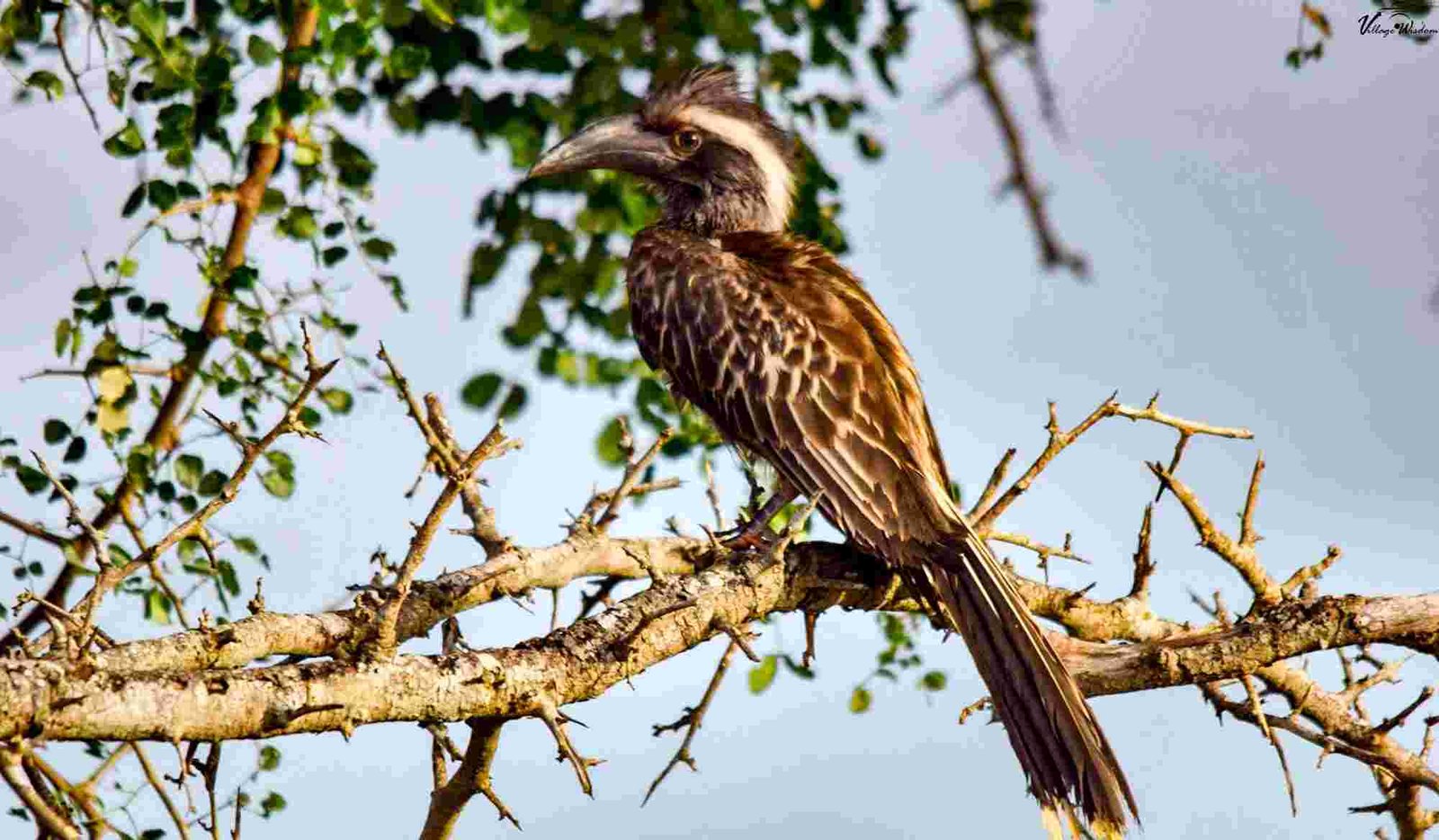 African Grey Hornbill