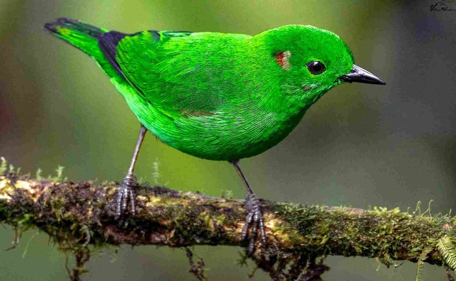 African Green Broadbill