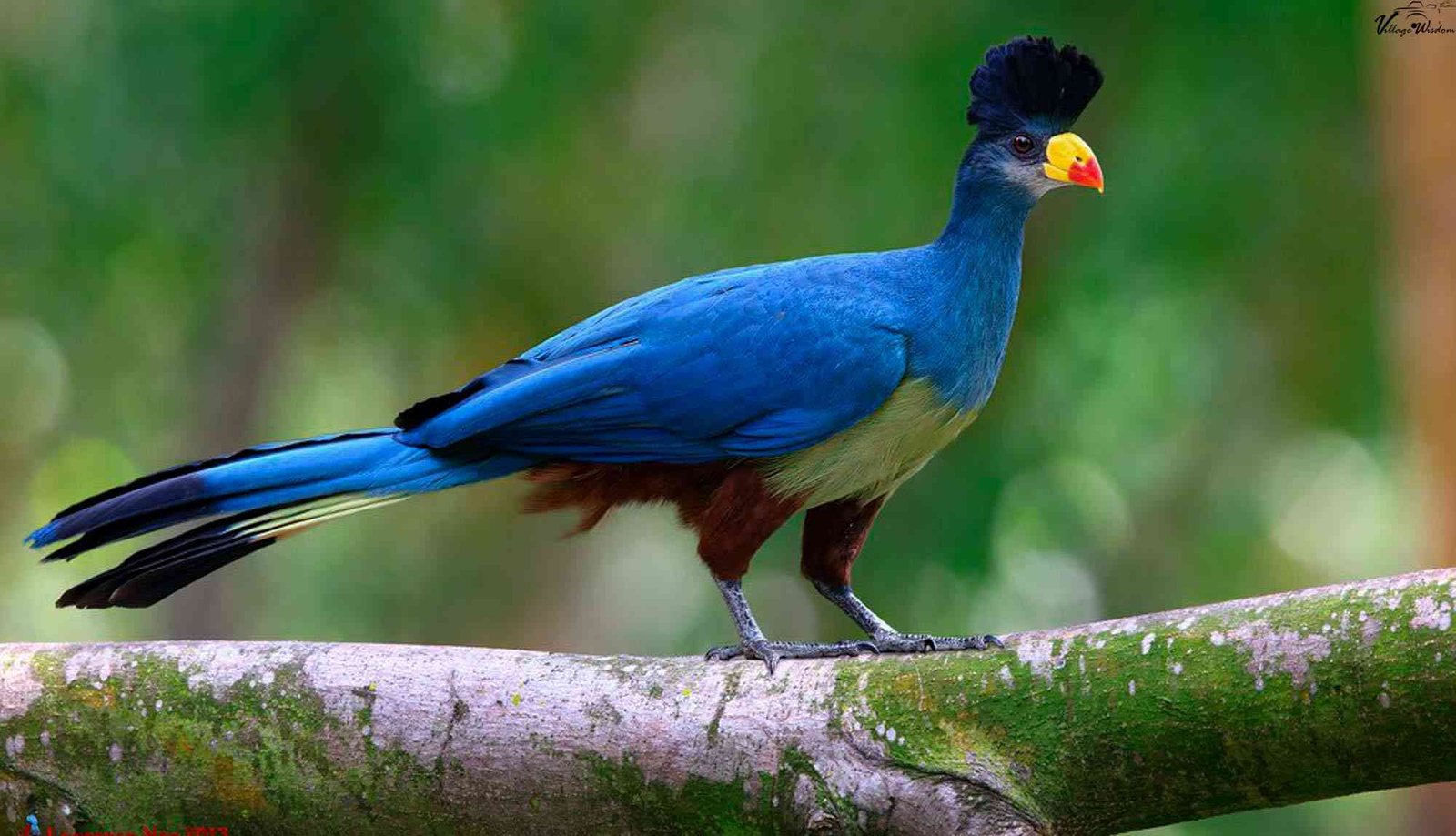 Great Blue Turaco