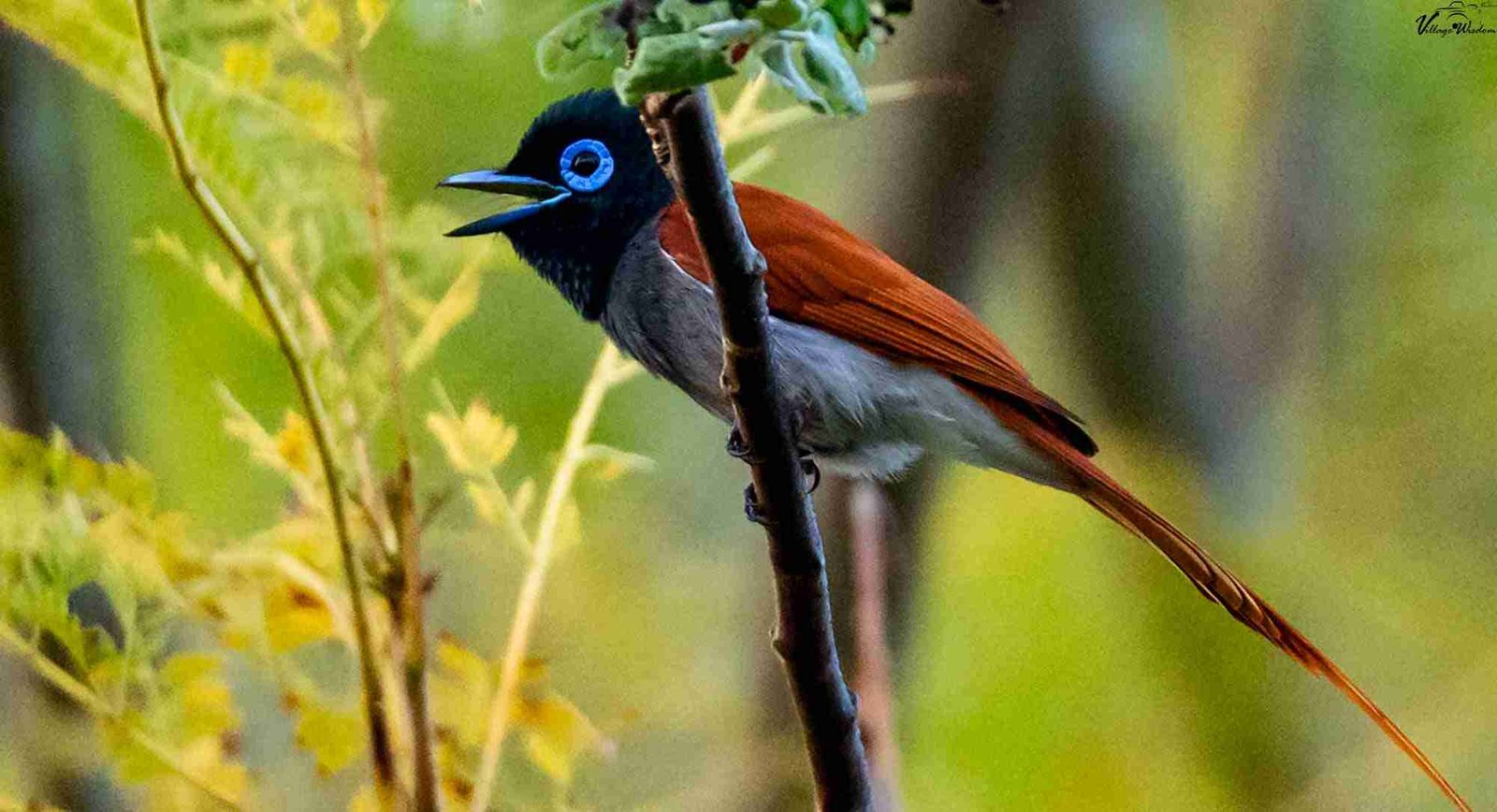 African Paradise Flycatcher