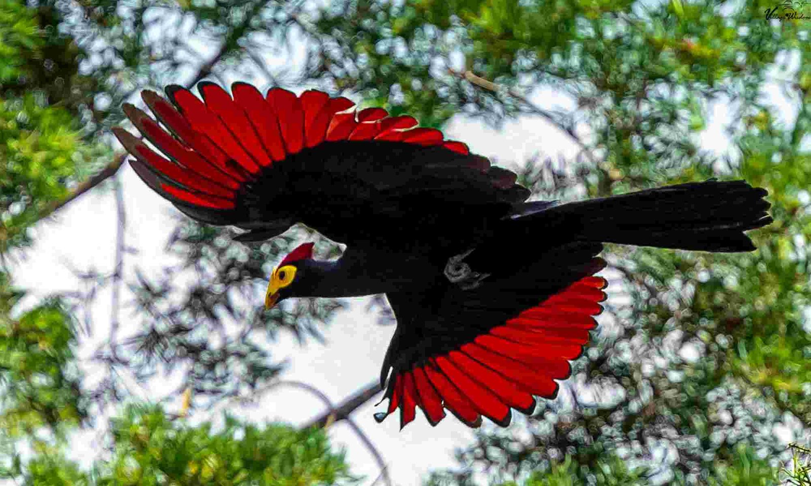 Ross's Turaco