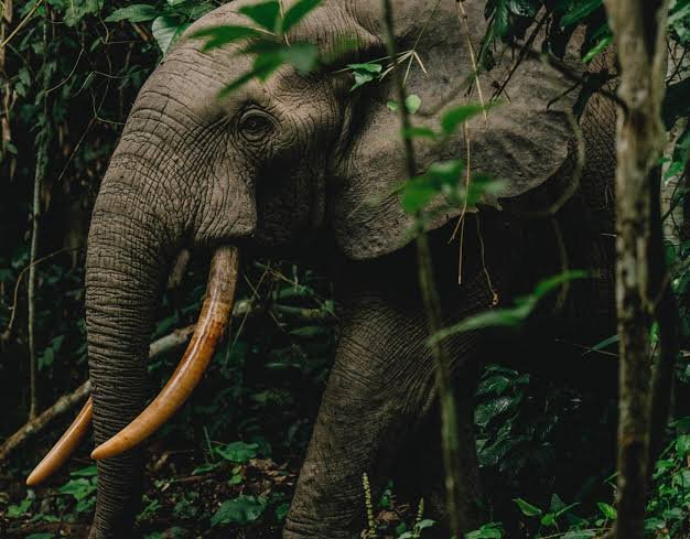 African Forest Elephant: The Elusive Giants of the Rwenzori