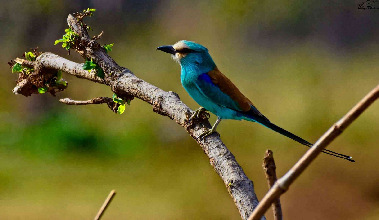 Abyssinian Roller