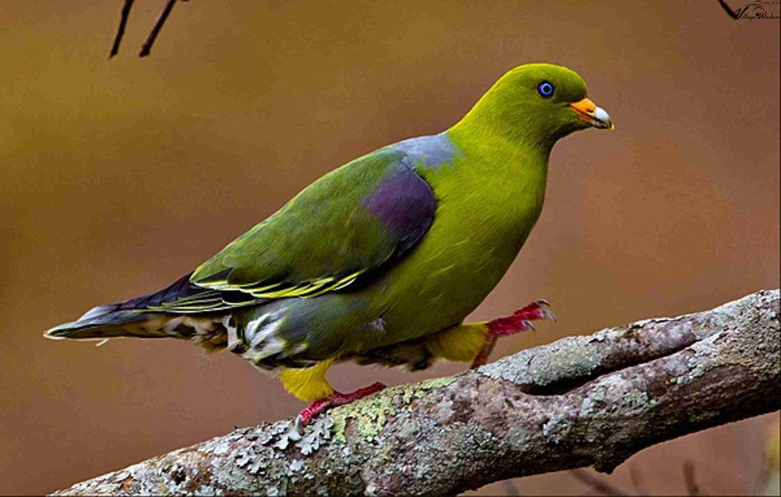 African Green Pigeon